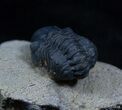 Bargain Reedops Trilobite - Nice Eye Facets #2287-3